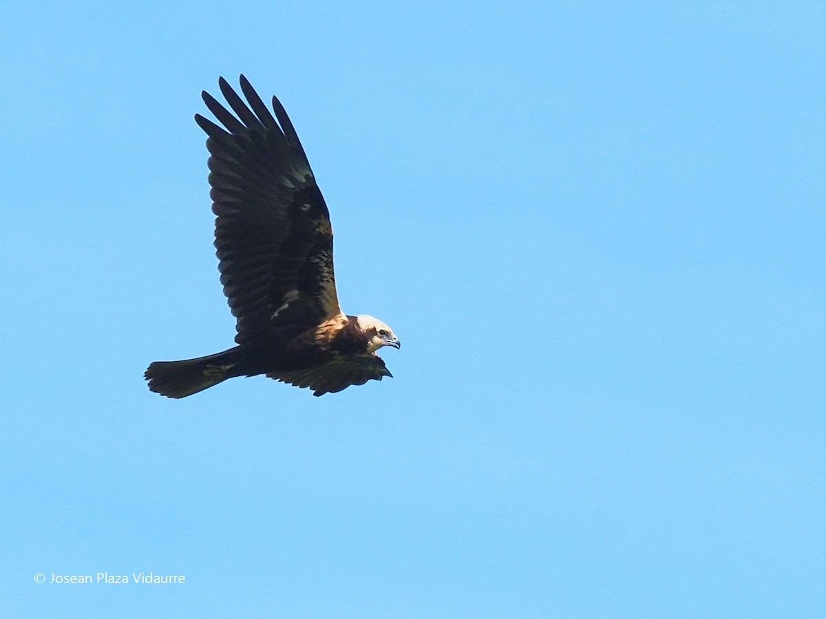 Western Marsh Harrier - ML368477011