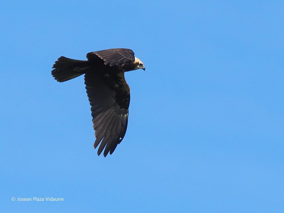 Western Marsh Harrier - ML368477021