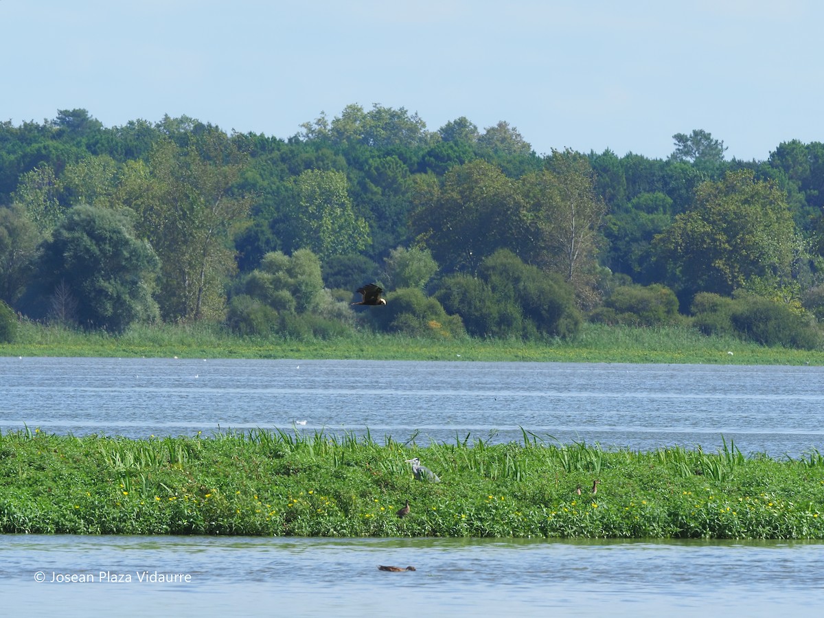 Western Marsh Harrier - ML368477051