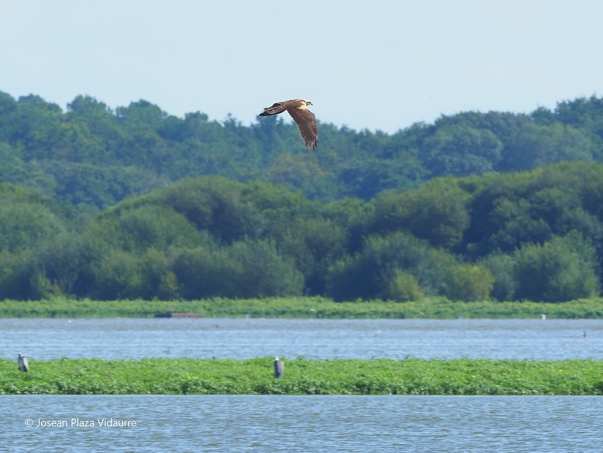 Western Marsh Harrier - ML368477061