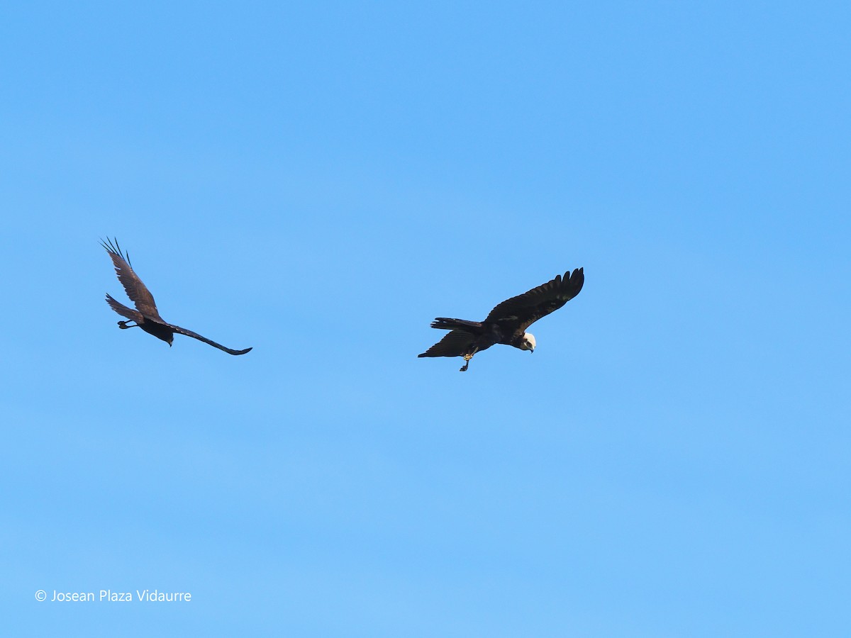 Western Marsh Harrier - ML368477121