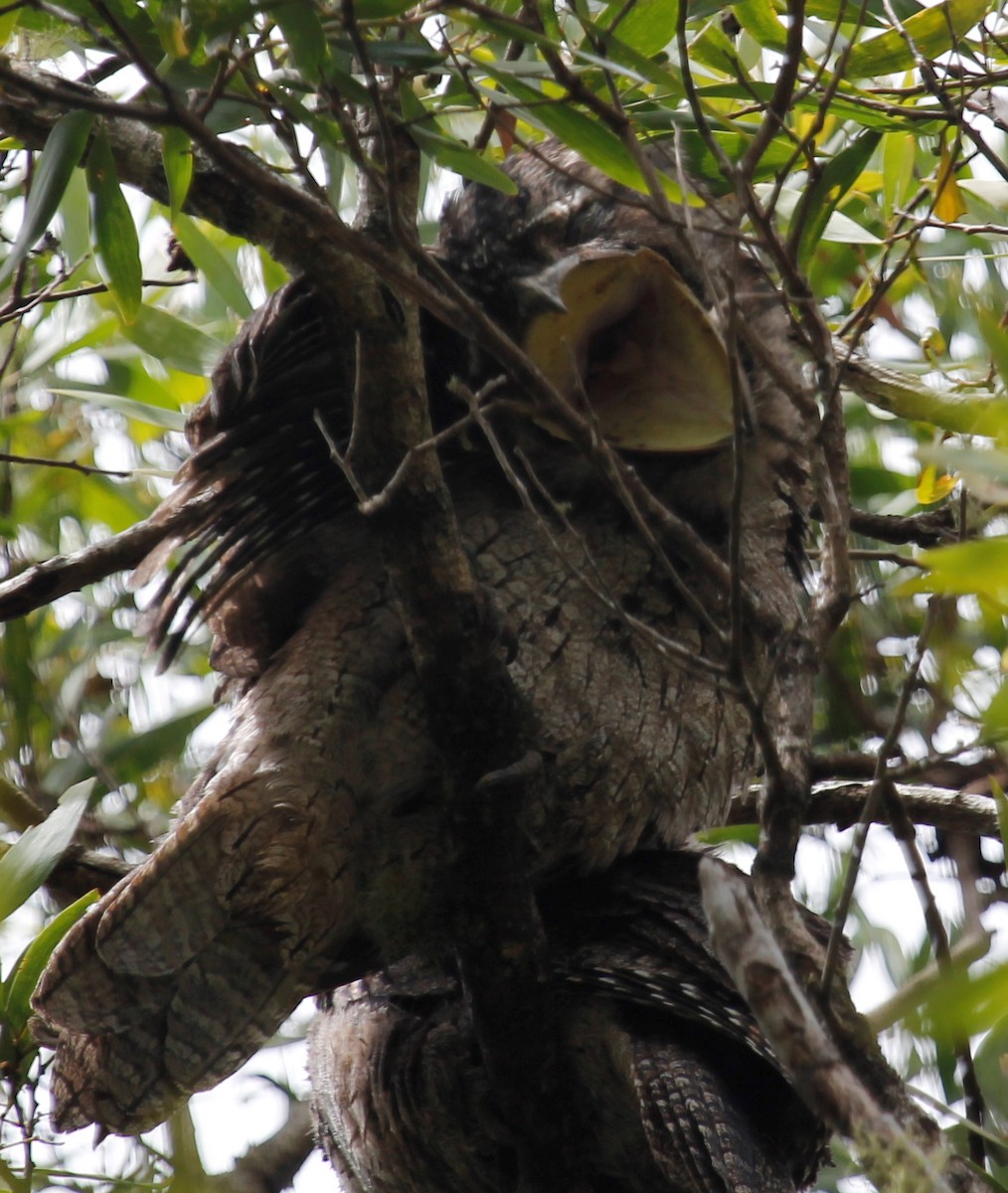 Tawny Frogmouth - ML36847731
