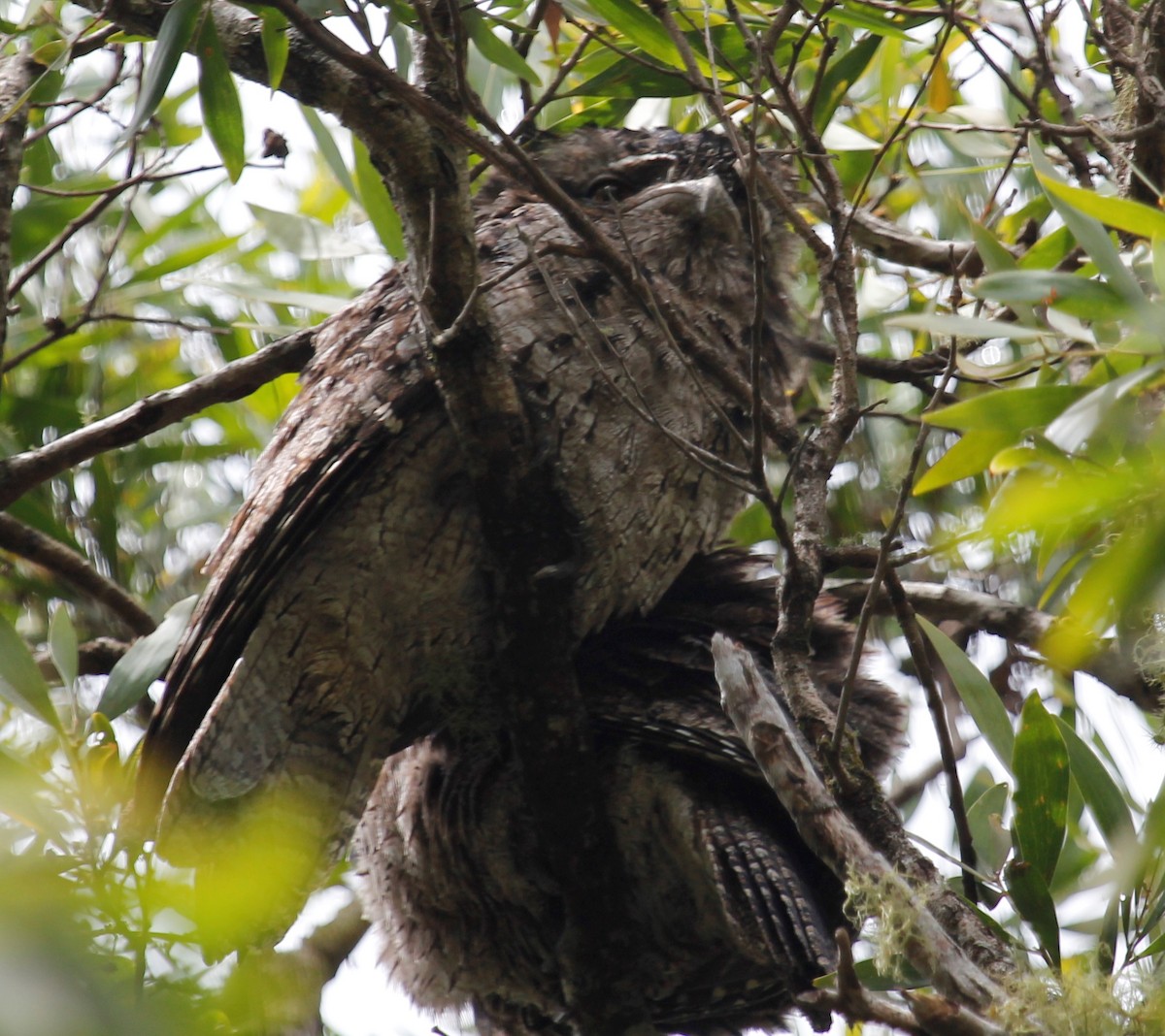 Tawny Frogmouth - ML36847741