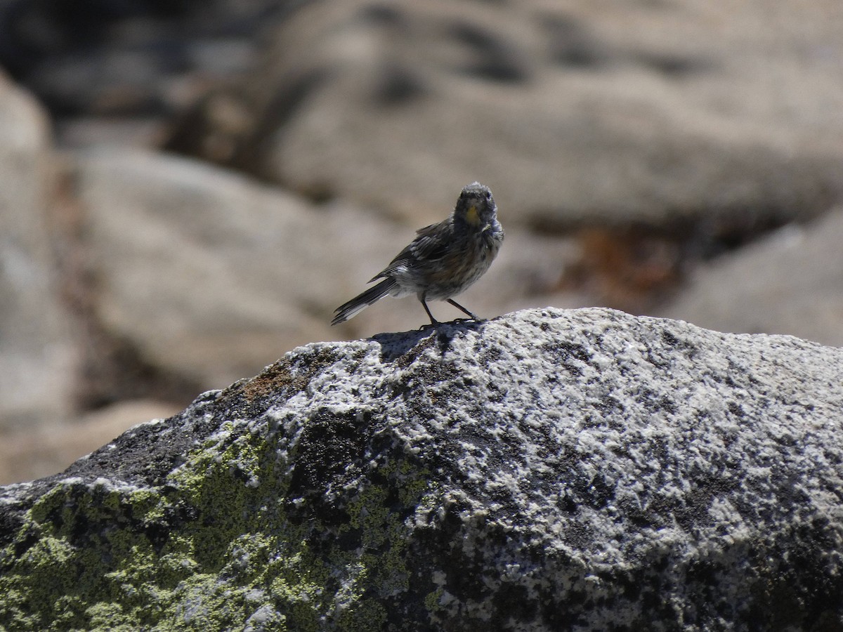 Yellow-rumped Warbler - ML368479291