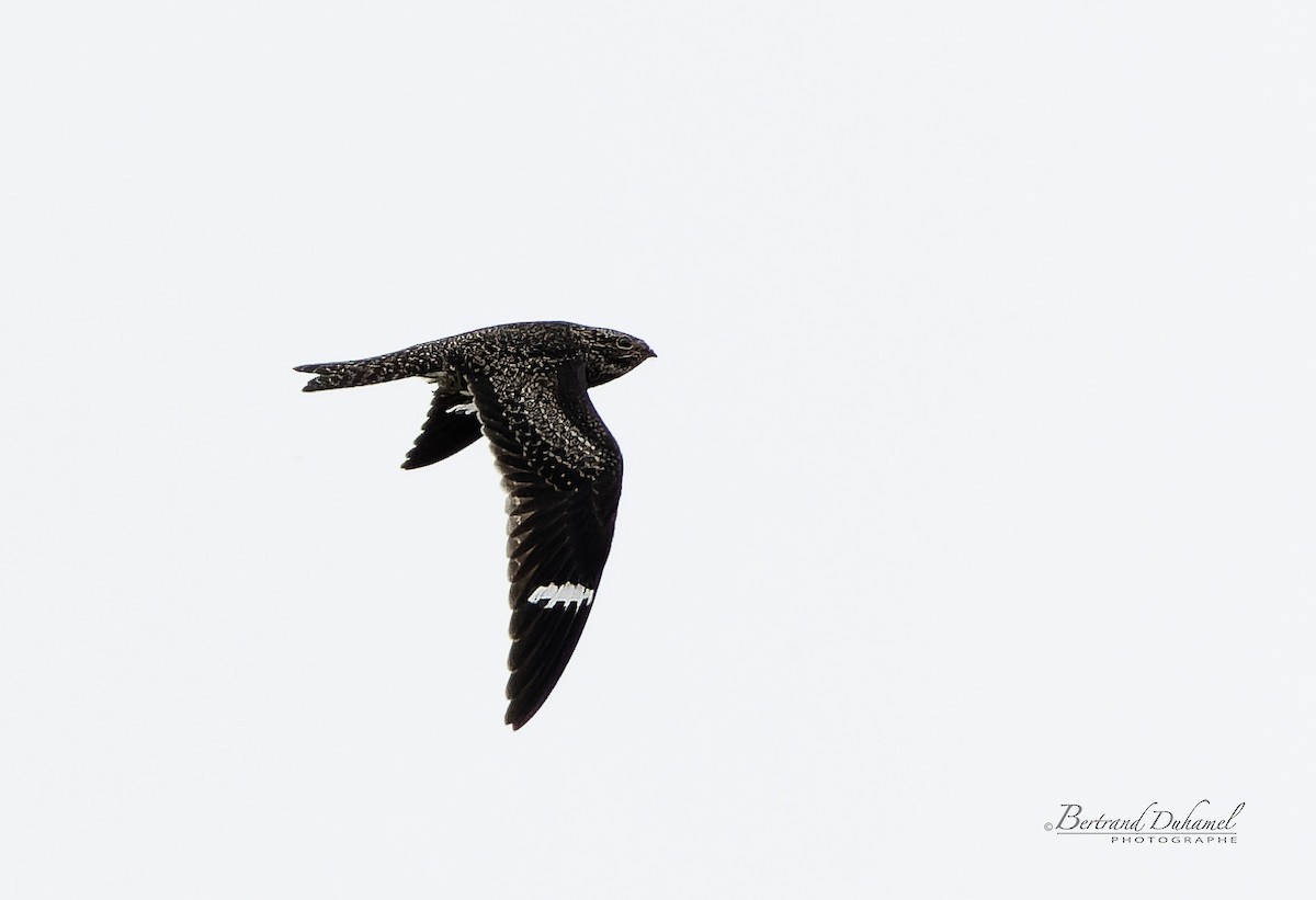 Common Nighthawk - Bertrand Duhamel