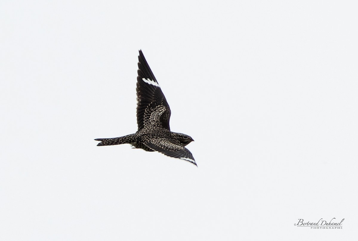 Common Nighthawk - ML368480031