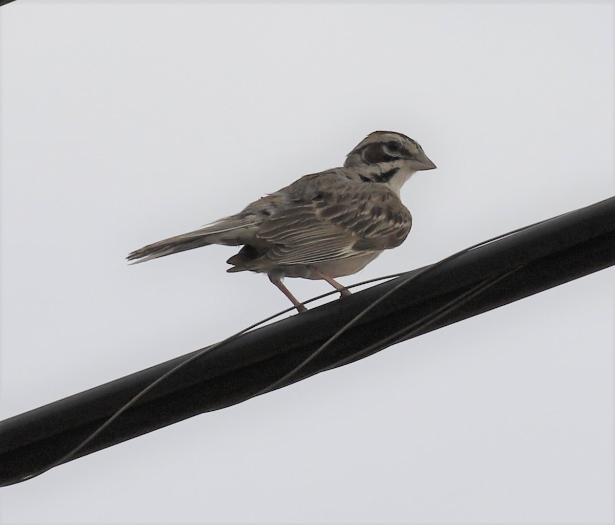 Lark Sparrow - ML368480941