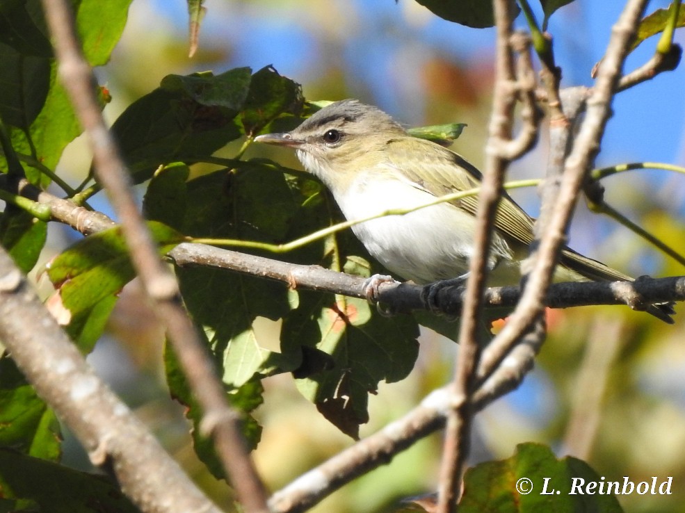 Red-eyed Vireo - Lucine Reinbold