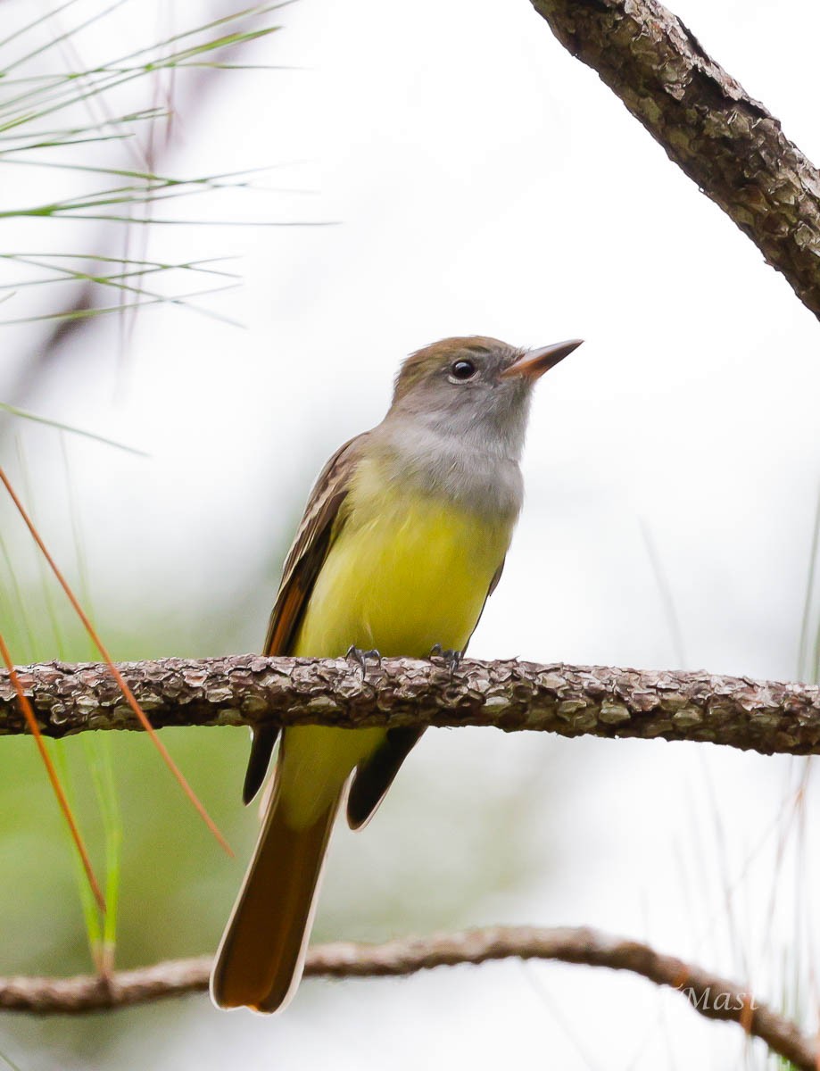 Great Crested Flycatcher - ML368481681