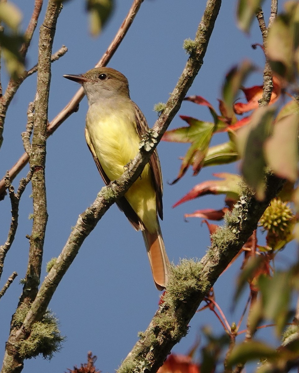 Great Crested Flycatcher - ML368482371