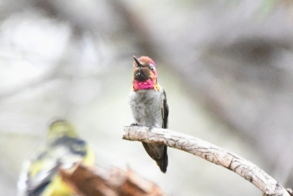 Anna's Hummingbird - ML368483241