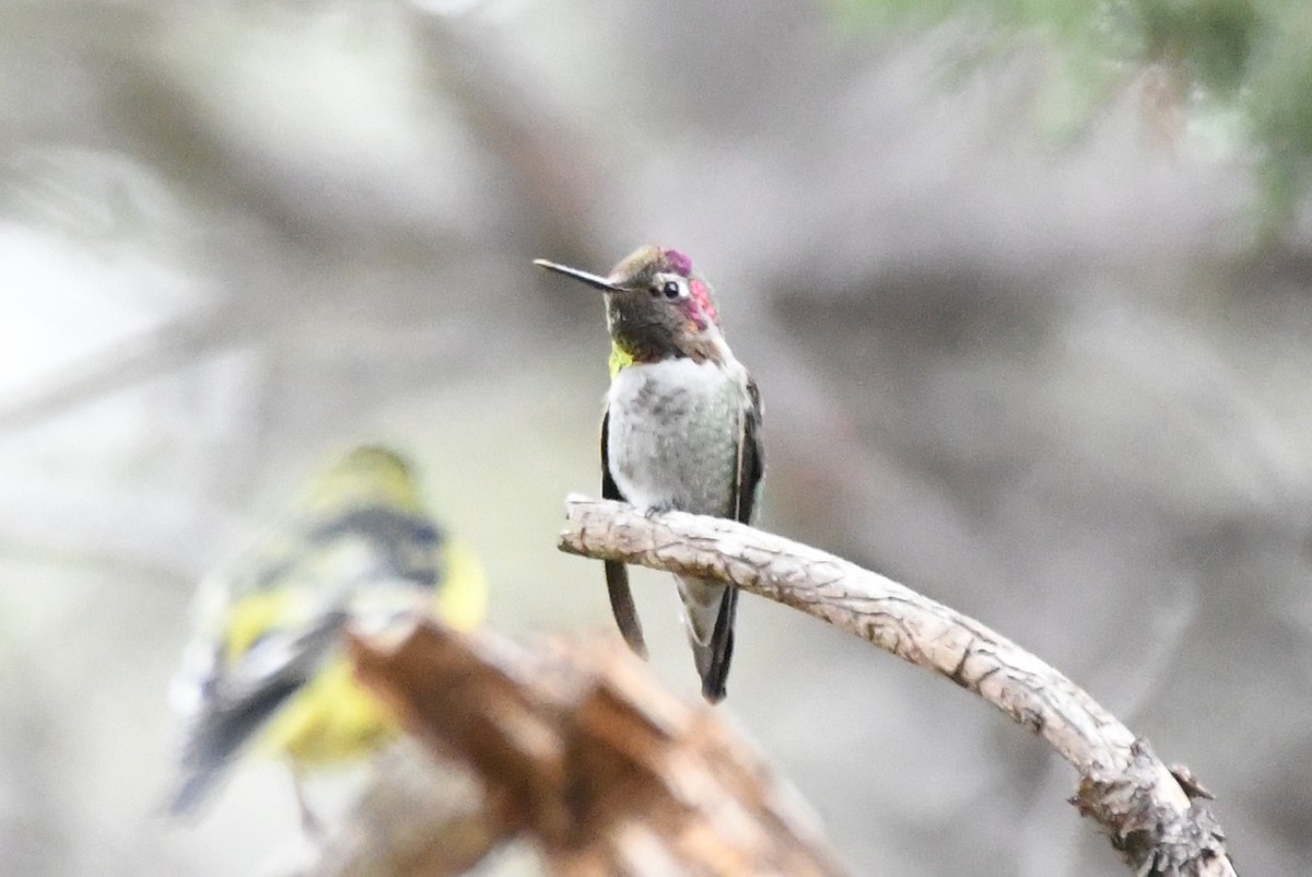 Anna's Hummingbird - ML368483251