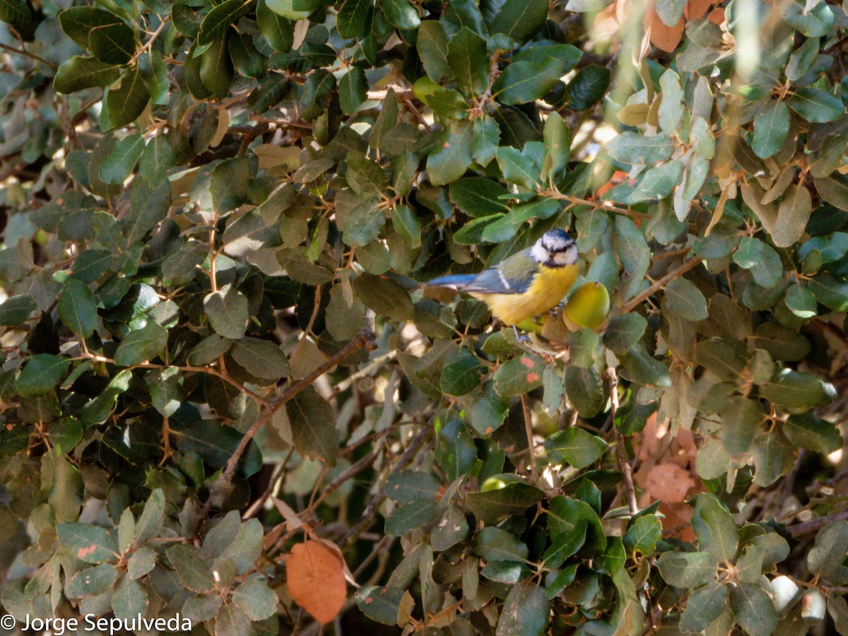 Eurasian Blue Tit - ML368483581