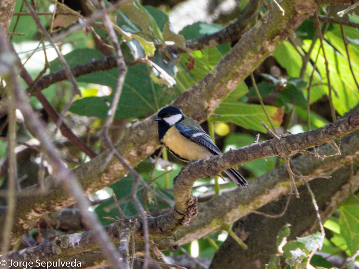 Great Tit - Jorge Sepulveda