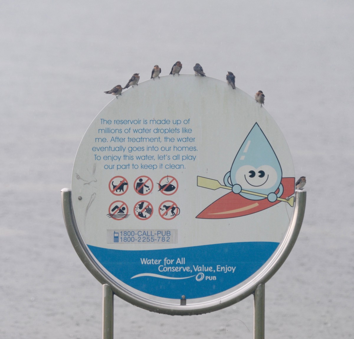 Pacific Swallow - ML36848511