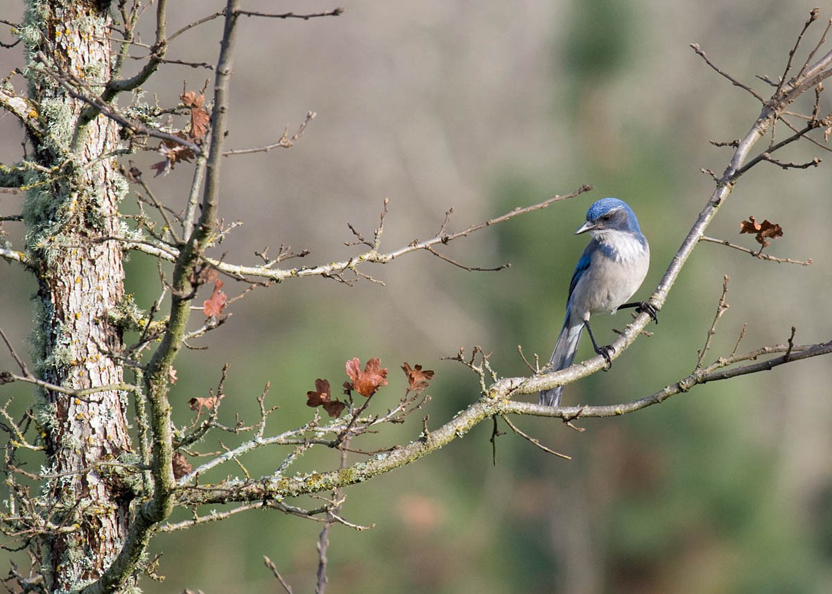 California Scrub-Jay - Greg Gillson