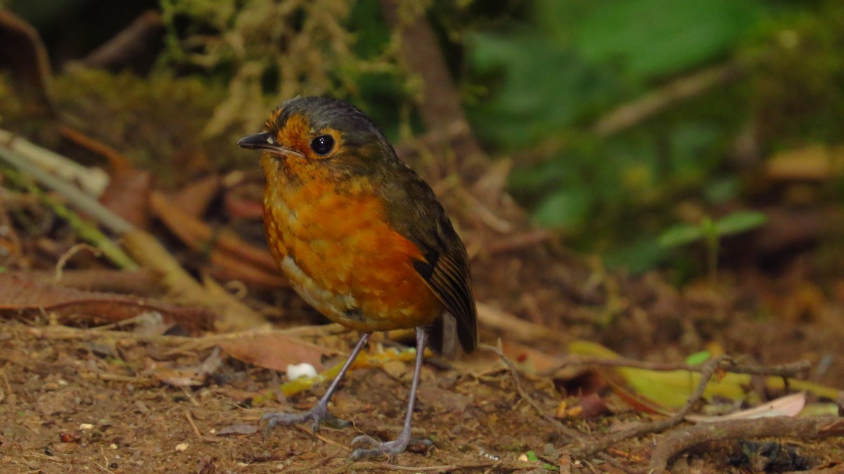 Slate-crowned Antpitta - Jorge Muñoz García   CAQUETA BIRDING