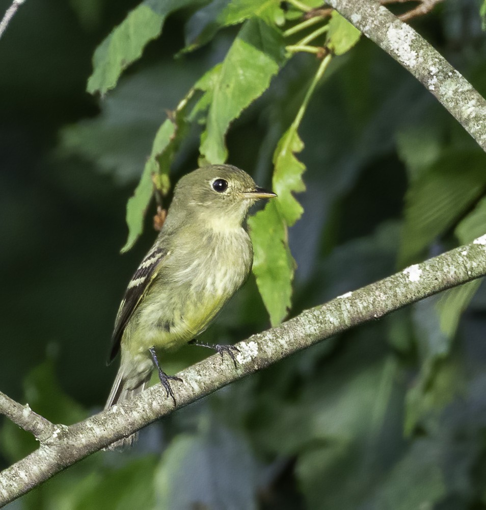 Least Flycatcher - ML368490861