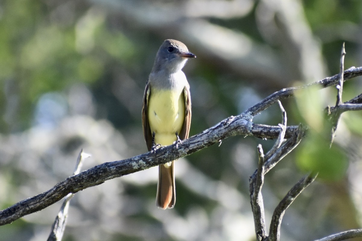 Great Crested Flycatcher - ML368492461