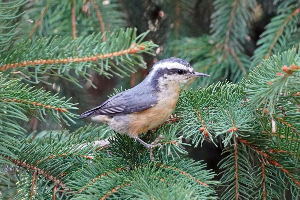 Red-breasted Nuthatch - ML368492571