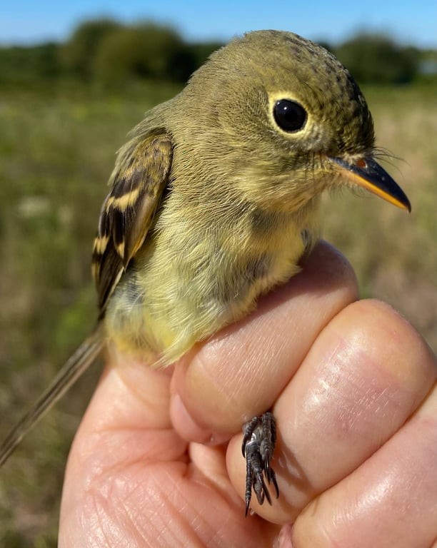 Yellow-bellied Flycatcher - ML368493241