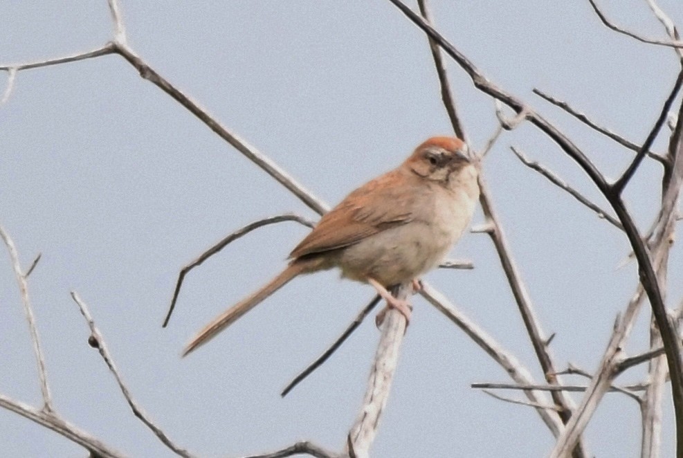 Rufous-crowned Sparrow - ML368493901