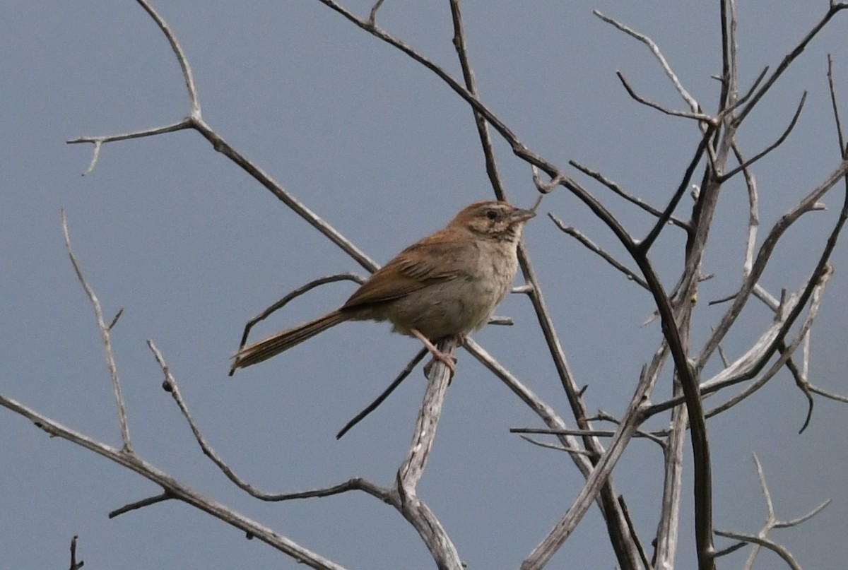 Rufous-crowned Sparrow - ML368493911