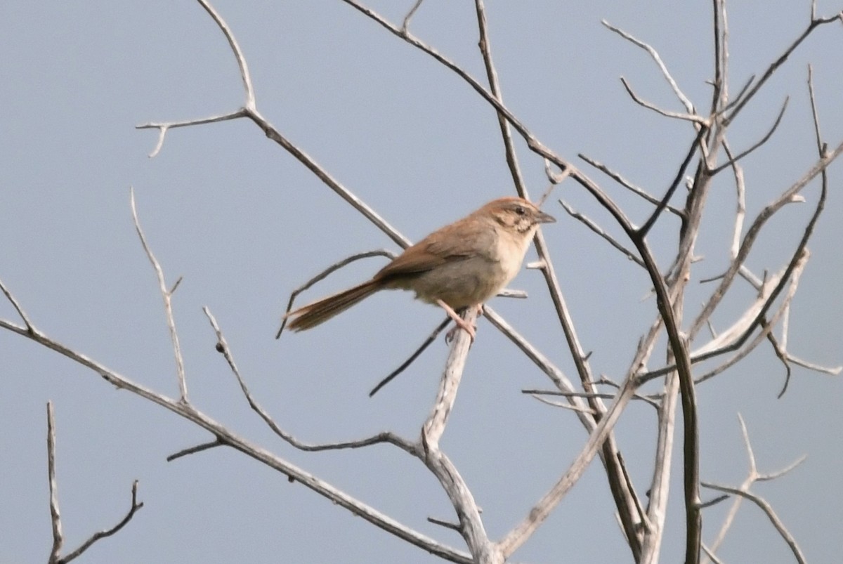 Rufous-crowned Sparrow - ML368493931