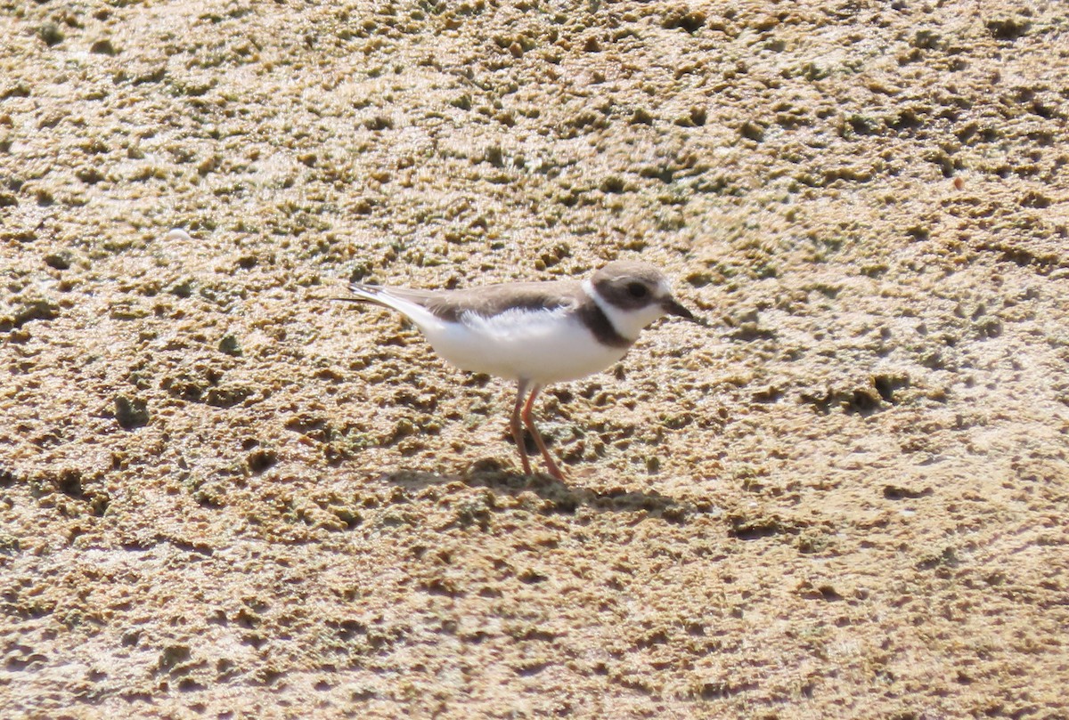 Semipalmated Plover - ML368495781
