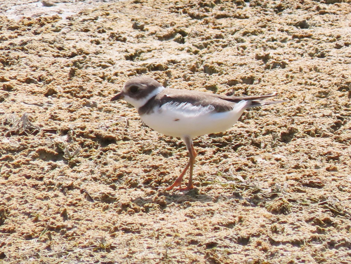 Semipalmated Plover - ML368495821