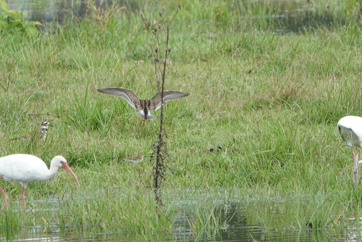 Pectoral Sandpiper - ML368496891