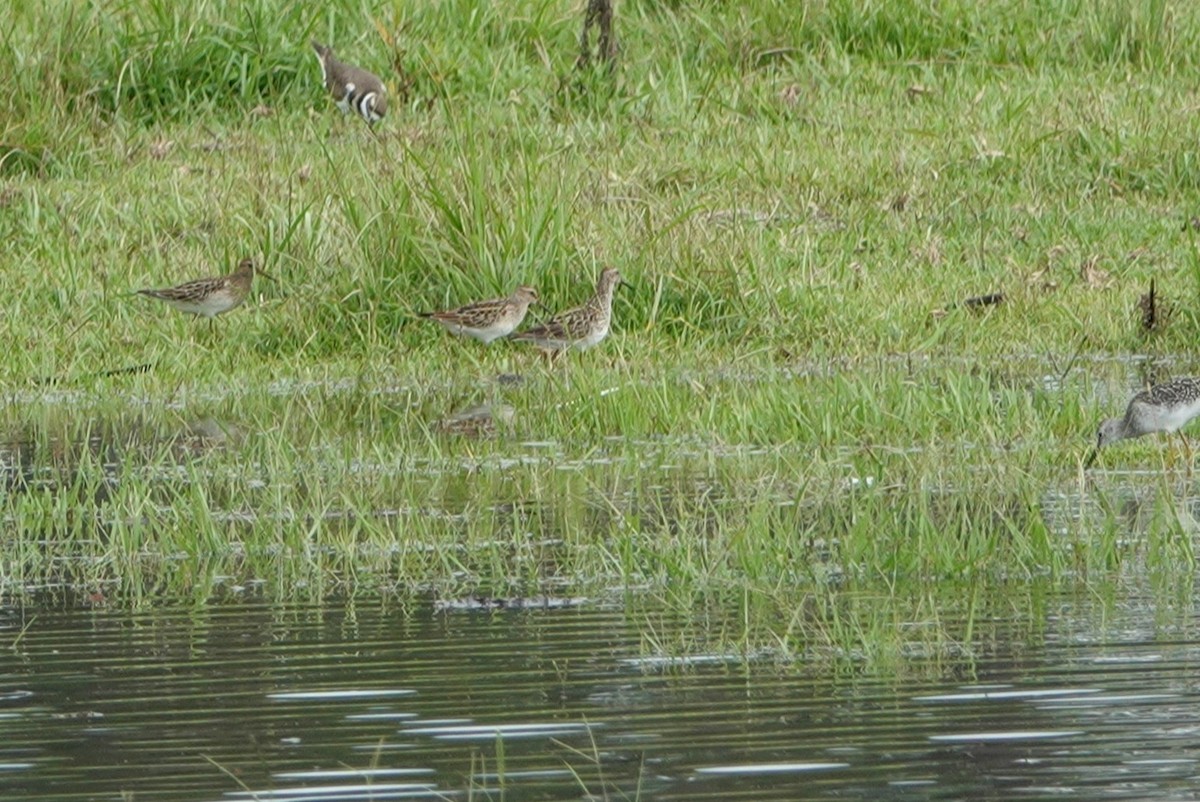 Graubrust-Strandläufer - ML368497411