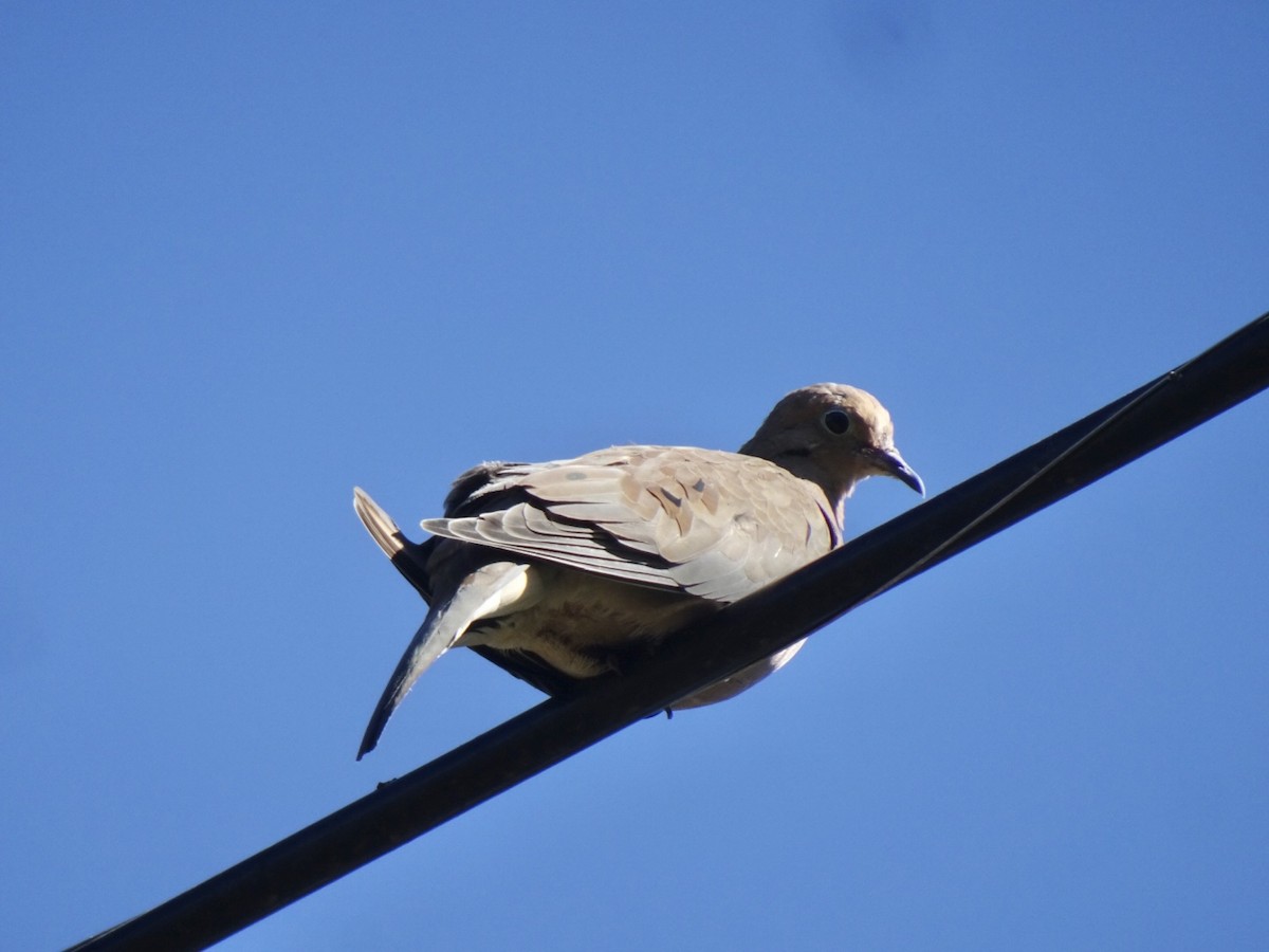 Mourning Dove - Julia Ray