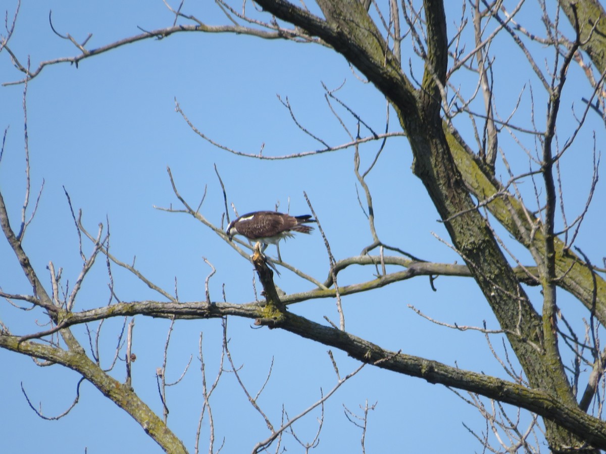 Скопа - ML368500531