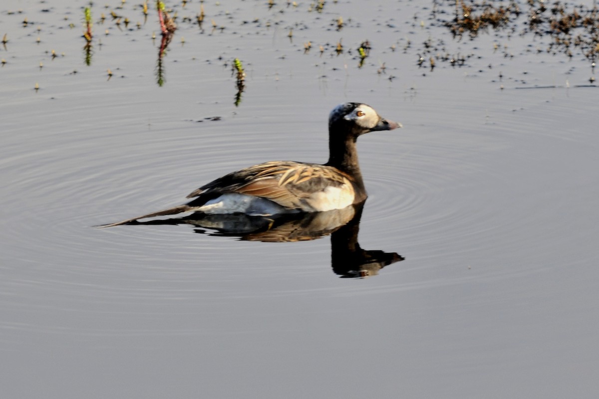 Long-tailed Duck - John Doty