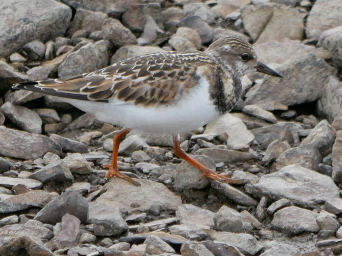 Ruddy Turnstone - ML368501061