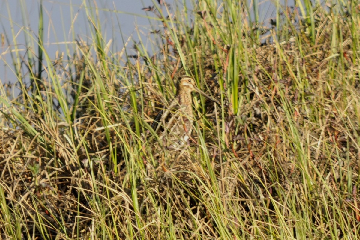 Wilson's Snipe - ML36850141