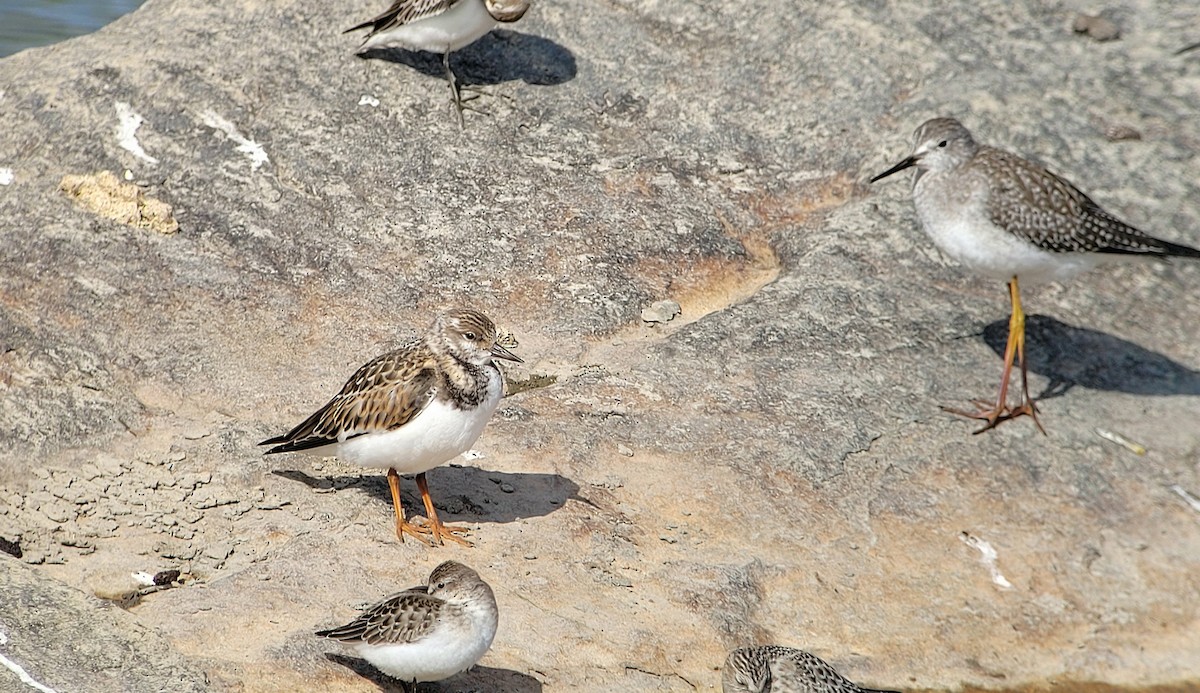 Ruddy Turnstone - ML368501851