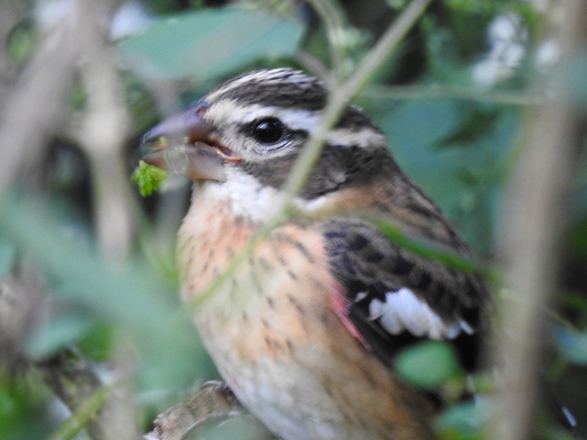 Rose-breasted Grosbeak - ML368501931