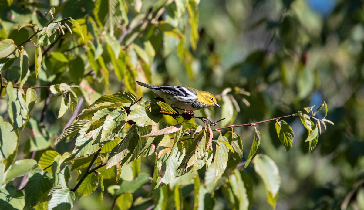 Black-throated Green Warbler - ML368502491