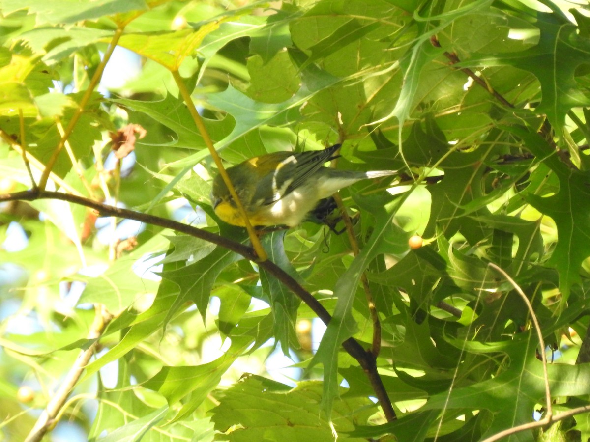 Northern Parula - Ron Marek