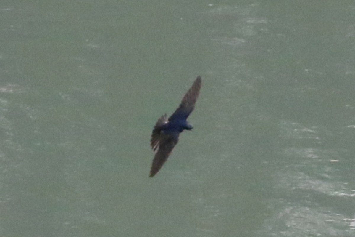 Tree Swallow - ML368505031