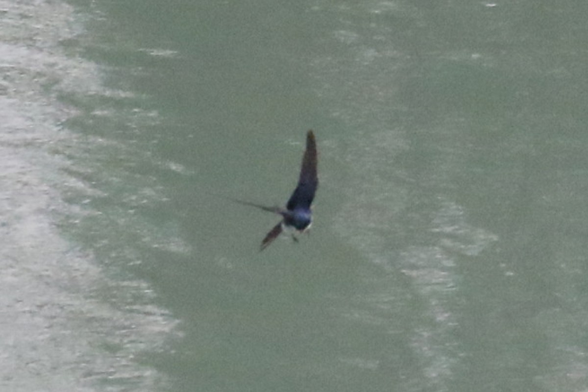 Tree Swallow - ML368505041