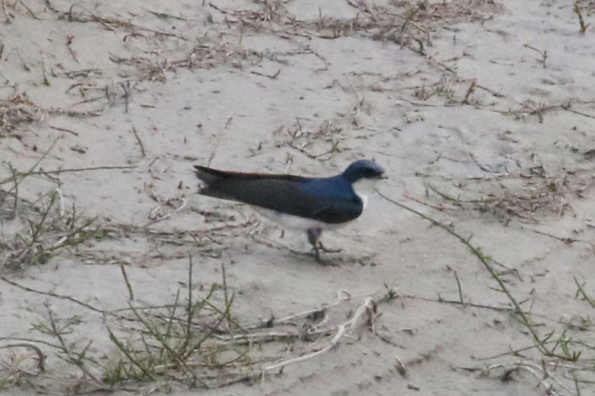 Tree Swallow - ML368505051