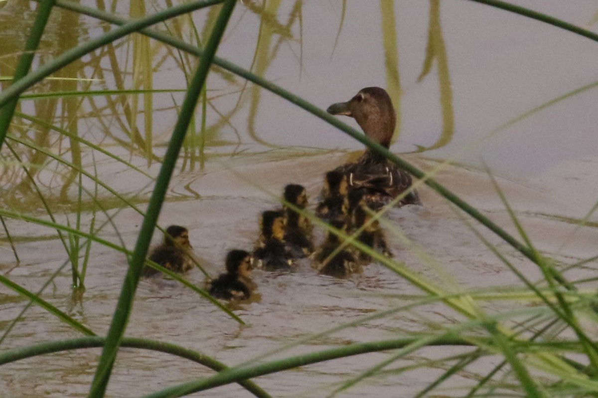 Cinnamon Teal - ML368505461