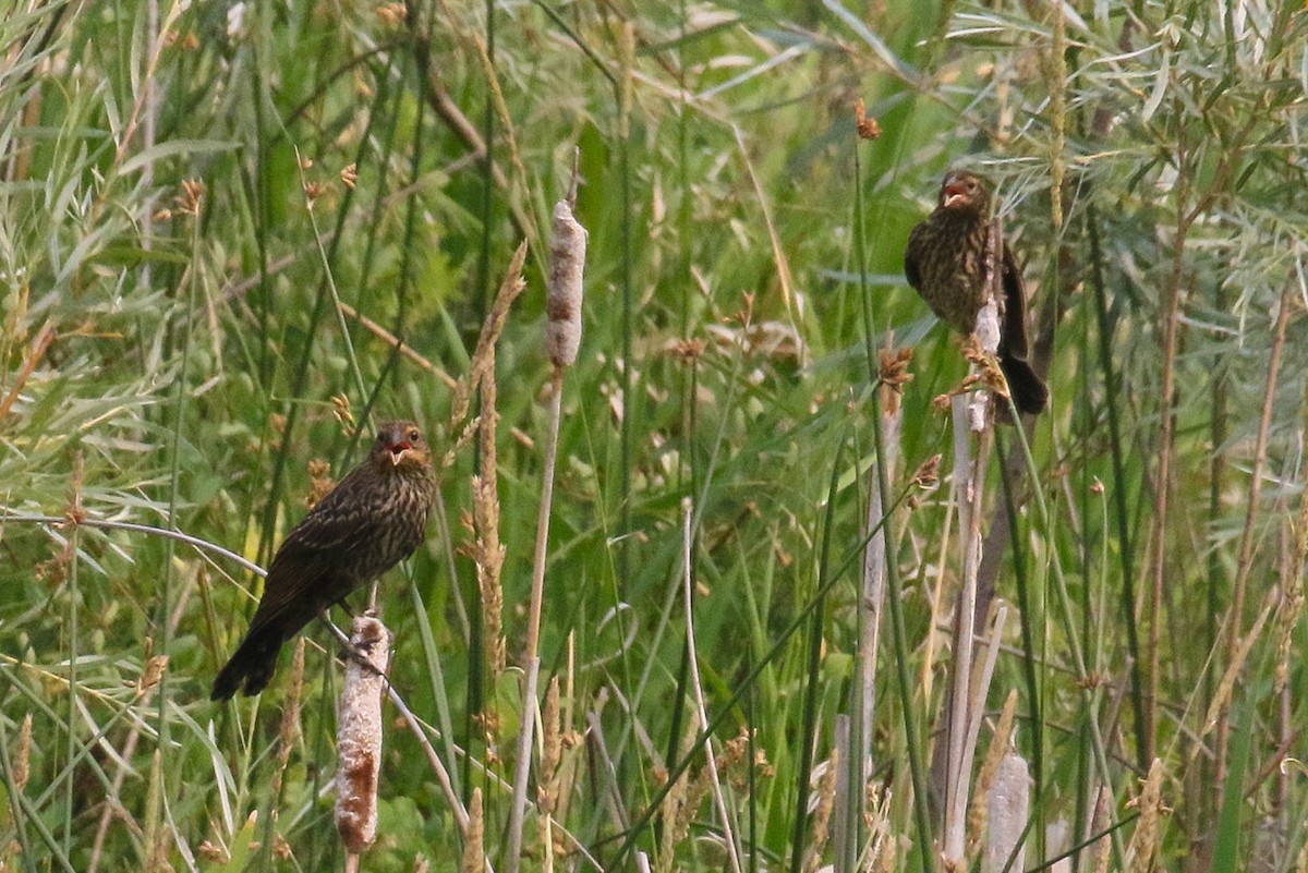 Red-winged Blackbird - ML368505541