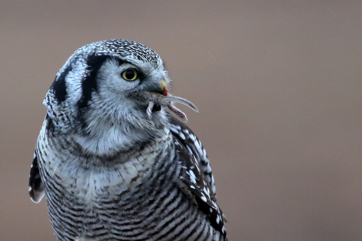 Northern Hawk Owl - ML368505911