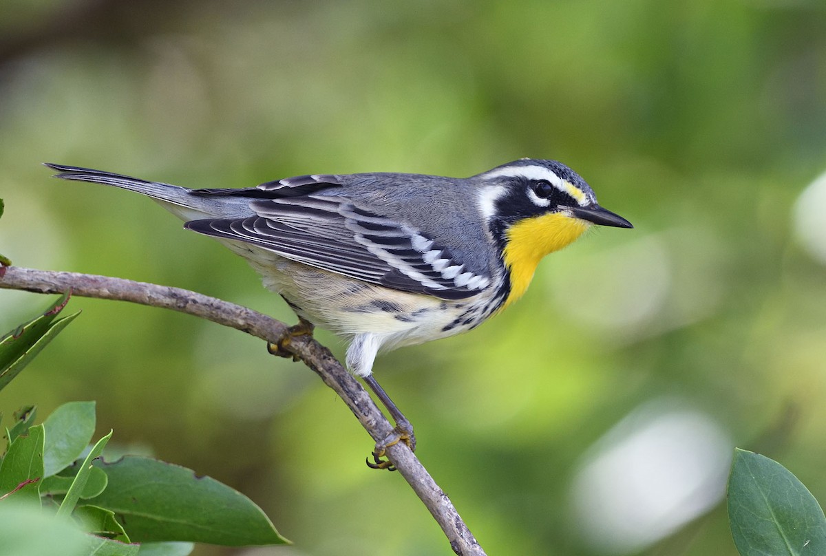 Yellow-throated Warbler - ML368507361