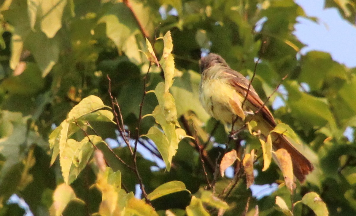 Great Crested Flycatcher - ML368507691