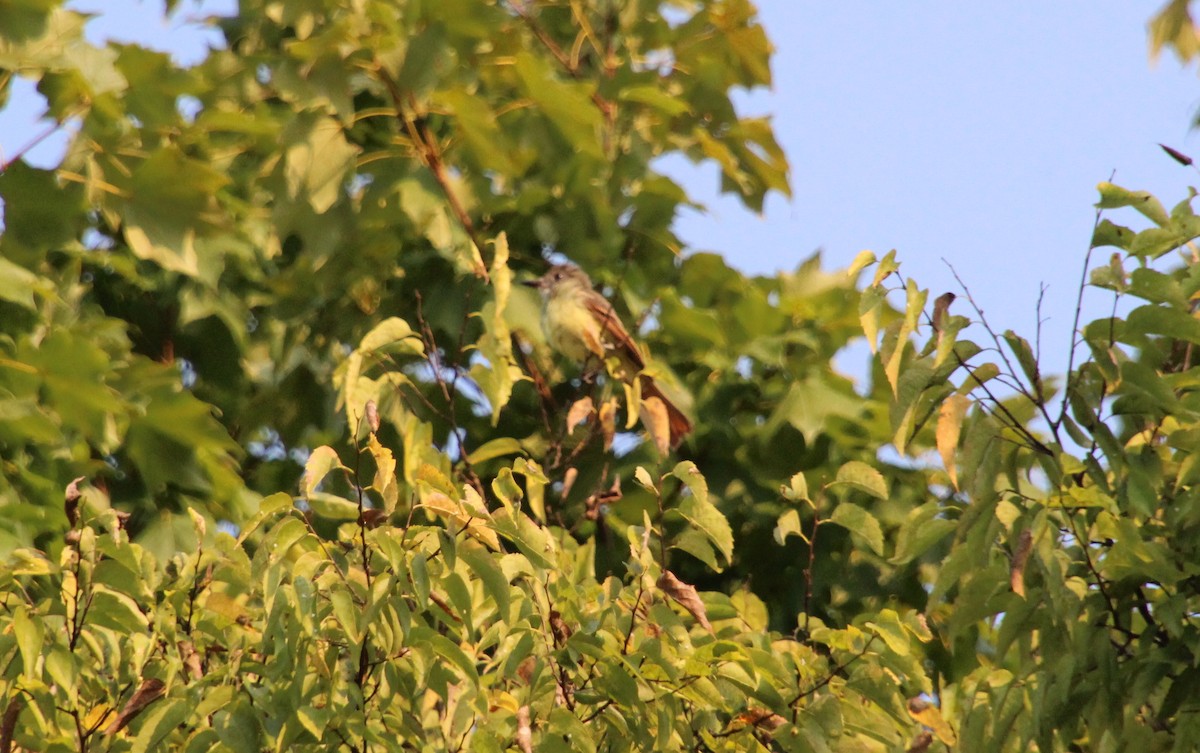 Great Crested Flycatcher - ML368507721